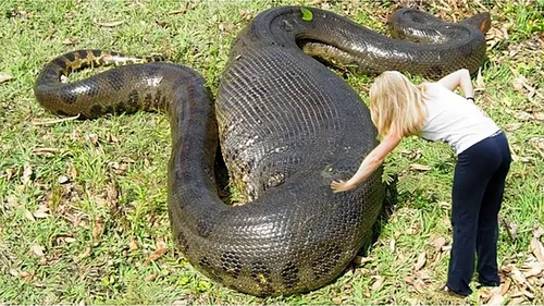 Змей Картинки человек, касающийся большой змеи