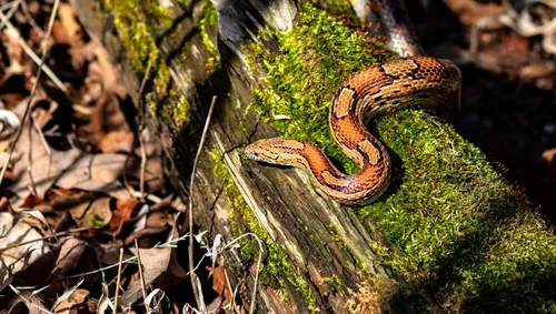 Змей Картинки коричневая змея на пне