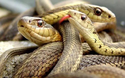 Змей Картинки змея с открытым ртом
