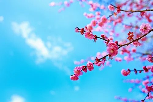 На Раб Стол Весна Картинки дерево с розовыми цветами