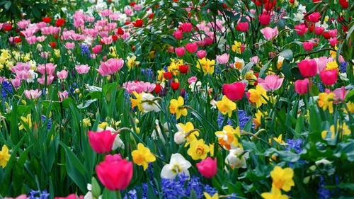 На Раб Стол Весна Картинки поле разноцветных цветов