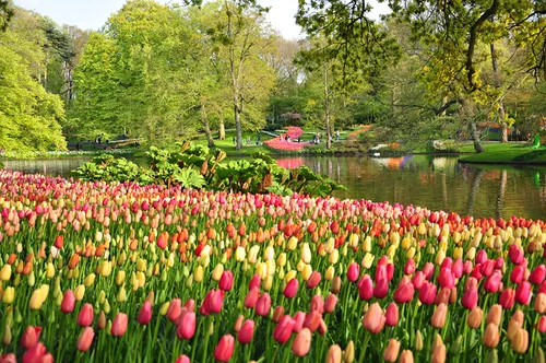 На Раб Стол Весна Картинки пруд с множеством тюльпанов на фоне Кёкенхофа