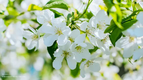 На Раб Стол Весна Картинки белые цветы крупным планом