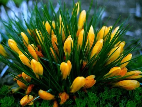 На Раб Стол Весна Картинки группа желтых цветов