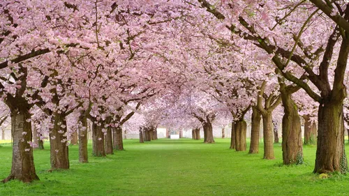 На Раб Стол Весна Картинки группа деревьев с розовыми цветами