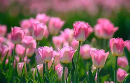 На Раб Стол Весна Картинки поле розовых цветов