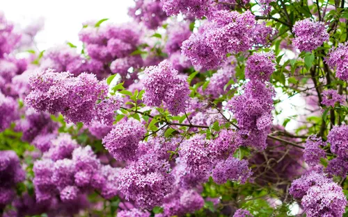 На Раб Стол Весна Картинки группа фиолетовых цветов на фоне сиреневых садов Хульды Клагер