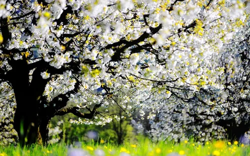 На Раб Стол Весна Картинки дерево с белыми цветами