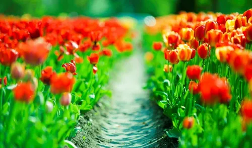 На Раб Стол Весна Картинки поток воды в окружении красных цветов