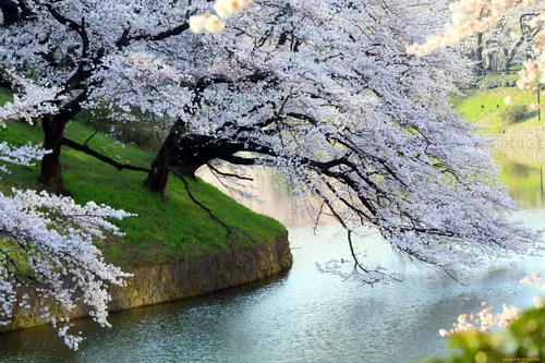 На Раб Стол Весна Картинки дерево с белыми цветами рядом с водоемом