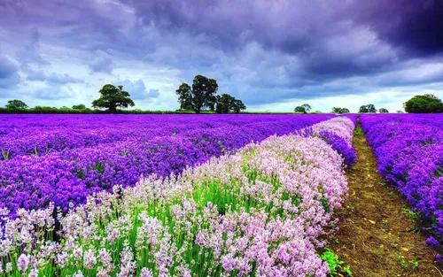 На Рабочий Стол Весна Картинки поле фиолетовых цветов