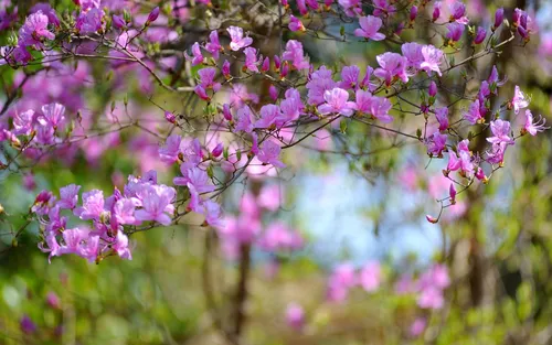 На Рабочий Стол Весна Картинки крупный план ветки дерева с фиолетовыми цветами