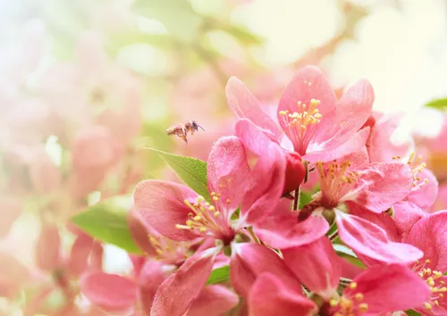 На Рабочий Стол Весна Картинки пчела на розовом цветке