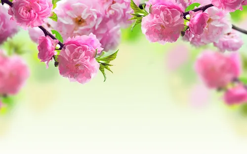 На Рабочий Стол Весна Картинки розовый цветок крупным планом
