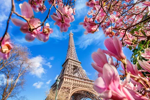 На Рабочий Стол Весна Картинки дерево с розовыми цветами перед башней