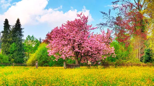 На Рабочий Стол Весна Картинки дерево с розовыми цветами в поле желтых цветов