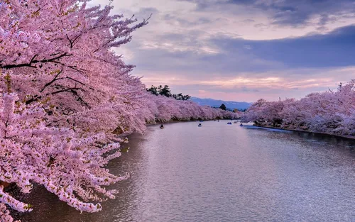 На Рабочий Стол Весна Картинки водоем с деревьями вокруг него и док с розовыми цветами