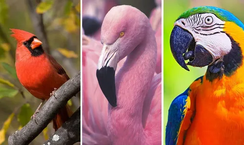 Птиц Картинки пара разноцветных птиц на ветке