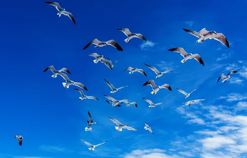 Птиц Картинки стая птиц, летящих в небе