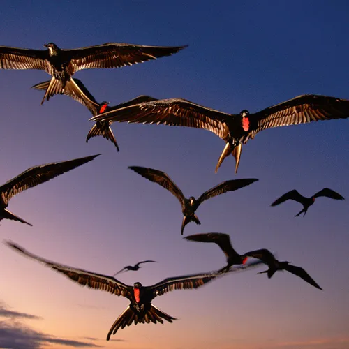 Птиц Картинки группа летающих птиц
