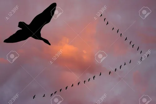 Птиц Картинки силуэт летающего в небе человека со стаей птиц