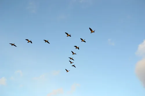 Птиц Картинки группа птиц, летящих в небе