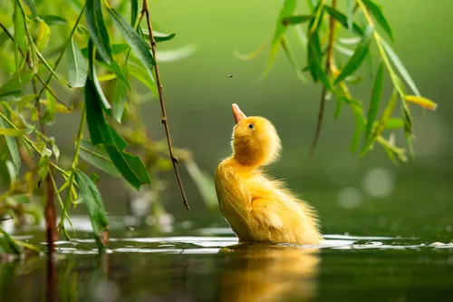 Птиц Картинки птица в воде
