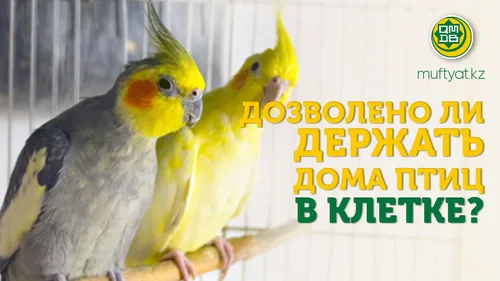 Птиц Картинки пара птиц
