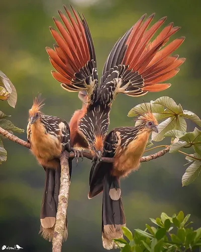 Птиц Картинки группа птиц на ветке