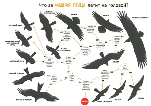 Птиц Картинки диаграмма