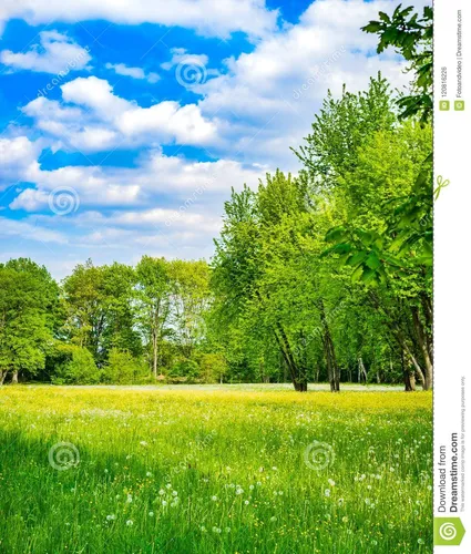 Природы Фото травянистое поле с деревьями
