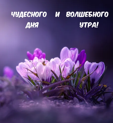 С Добрым Утром Хорошего Дня Картинки крупный план фиолетовых цветов