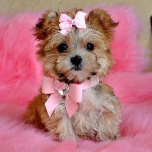 Собачек Картинки собака в розовом галстуке-бабочке