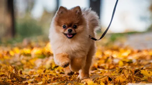 Собачек Картинки собака на поводке гуляет по листьям
