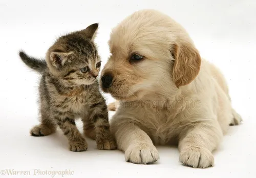 Собачек Картинки щенок и кошка