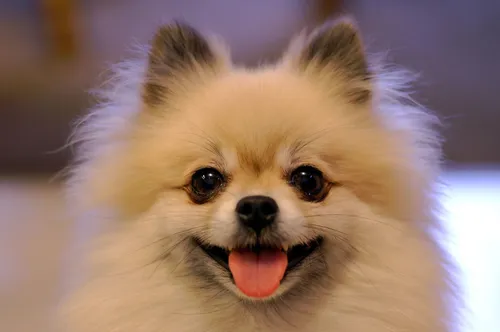 Собачек Картинки маленькая собачка с высунутым языком