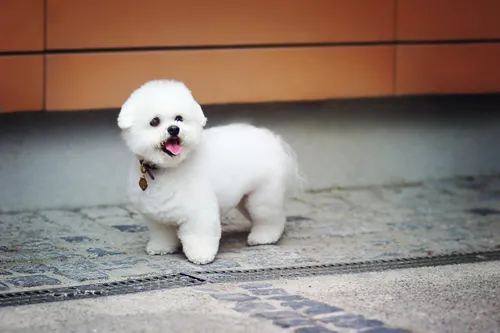 Собачек Картинки маленькая белая собака