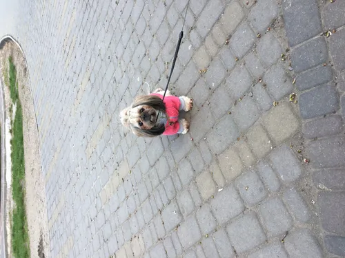 Собачек Картинки собака на поводке на кирпичной дорожке