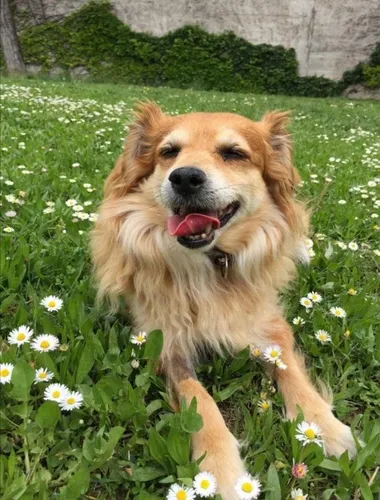 Собачек Картинки собака, лежащая в травянистой местности