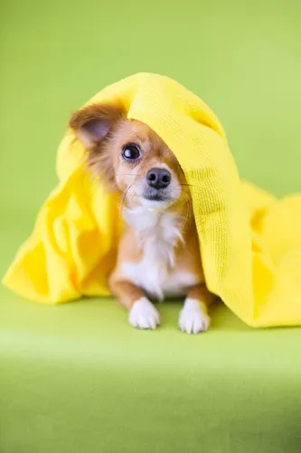 Собачек Картинки собака в желтой одежде