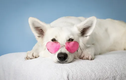 Собачек Картинки белая собака в розовых солнцезащитных очках