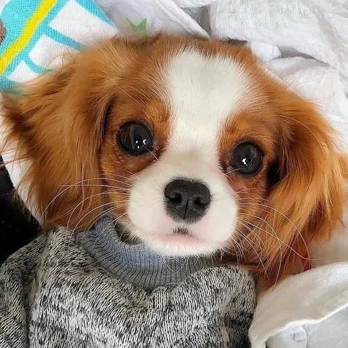Собачек Картинки собака, завернутая в одеяло