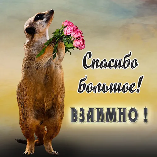 Спасибо Большое Картинки собака держит цветы