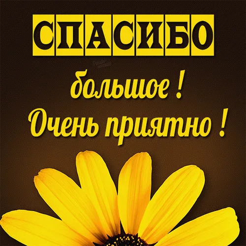 Спасибо Большое Картинки желтый цветок на черном фоне