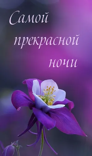 Спокойной Ночи 242 Шт Картинки фиолетовый цветок с белым текстом