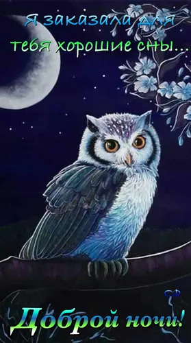 Спокойной Ночи Мужчине Картинки птица с кошачьей головой
