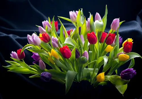 Тюльпаны Картинки группа разноцветных цветов
