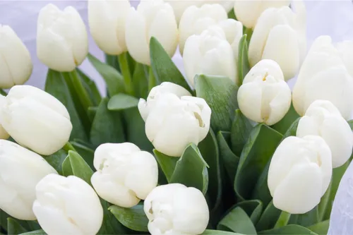 Тюльпаны Картинки группа белых цветов