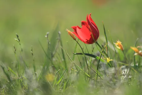 Тюльпаны Картинки красный цветок в поле травы
