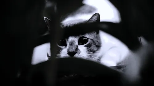 С Сигаретами Обои на телефон черно-белая кошка